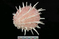 藏品(猩猩海菊蛤)的圖片